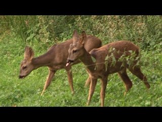 Up close roe triplets - too cute to shoot