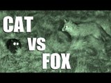 Fieldsports Britain - Cat vs Fox - night vision in action (episode 168)