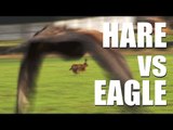 Fieldsports Britain - Hare vs eagle   British wild boar   Welsh miners hunting (episode 169)