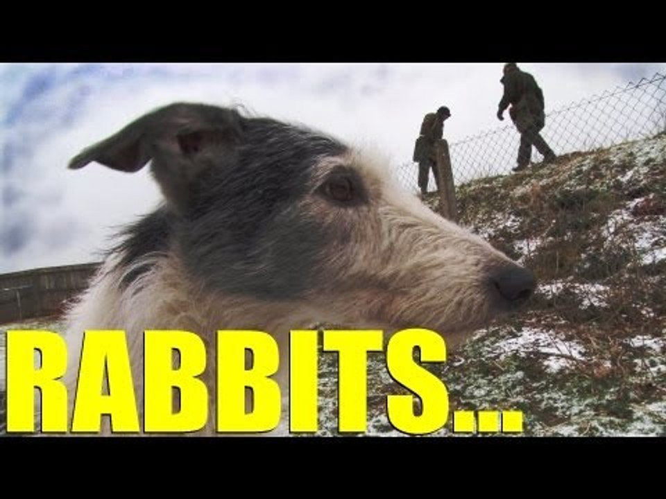 Fieldsports Britain - Rabbiting with ferrets and lurchers, foxshooting and gundogs (episode 170)