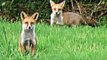 Fieldsports Britain - Australian-rules fox shooting + YouTubers who hunt