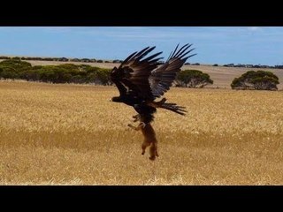 Fieldsports Channel News - Sewer fishing and eagle foxing