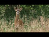 Long grass bucks, short grass foxes