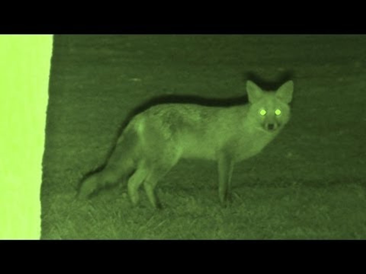 Foxing - Brilliant HD night vision fox shooting