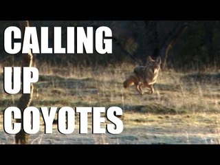 Californian coyote calling