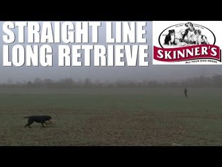 Gundog training tips - straight line long retrieve