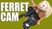 Fieldsports Britain - FerretCam - amazing rabbit-hunting footage (episode 176)