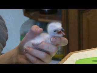 How to bring up goshawk chicks