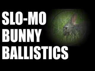 Long range rabbit shooting - graphic images - age restricted