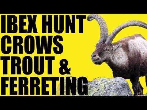 Fieldsports Britain : Hunting ibex, crow control, trout and ferreting (episode 178)