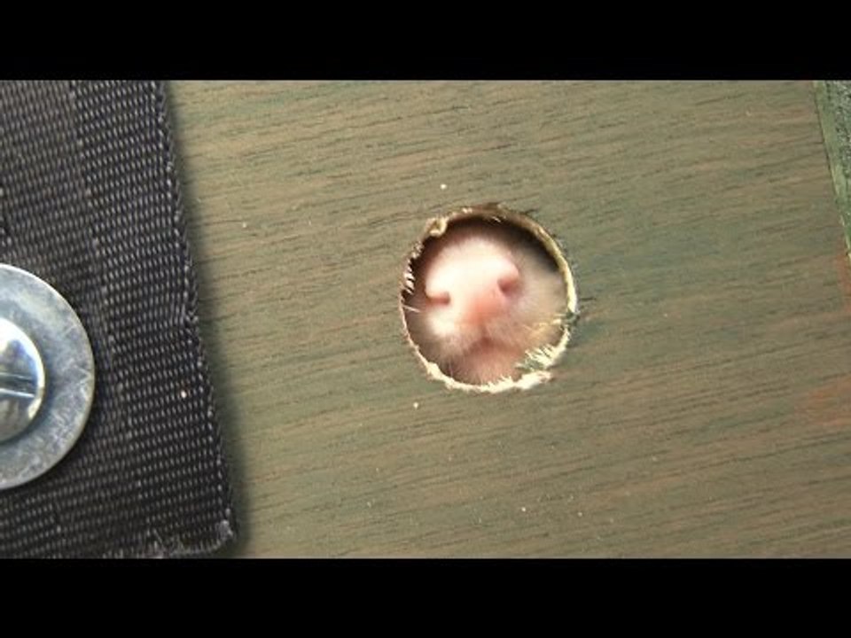 Fieldsports Britain - Ferreting, Christmas gift guide and long-range rifle shooting tips