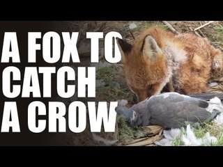 Decoying crows with a fox