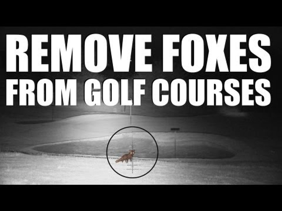 Fox shooting on a golf course