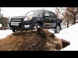 Fieldsports Britain - British wild boar   the Quantock Staghounds