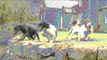 Fieldsports Britain - Drumlanrig Castle dogs + pigeons, rabbits and deer (episode 64)