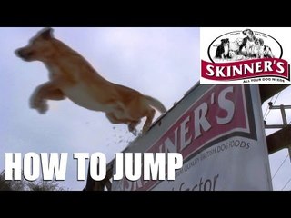 Gundog training tips - Jumping