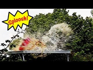 Fieldsports Britain - Exploding Coke cans, foxes, airguns and big cats