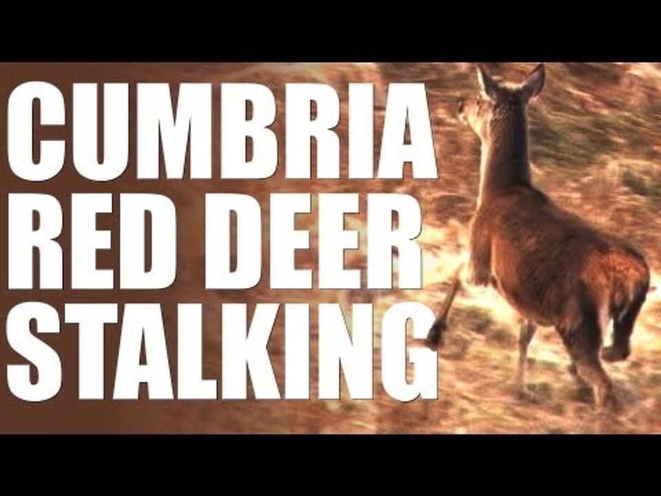 Red deer stalking in Cumbria