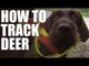 How to track wounded deer with a dog