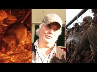 Fieldsports Britain - The Warrener + driven rats + driven partridge