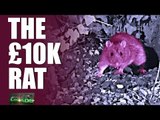 AirHeads - The £10,000 rat & Red Squirrel Rangers (episode 2)