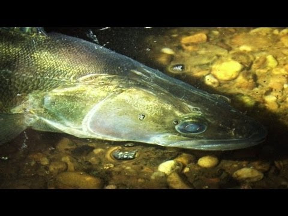 Zander and barbel fishing on the River Trent