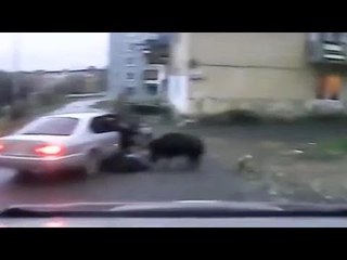 Fieldsports Channel News - Wild Boar attacks village