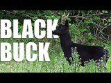 Fieldsports Britain - Max Hunt's black roebuck   Andy Crow on the pigeons  (episode 200)