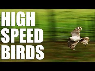 Fieldsports Britain - High speed birds (episode 209)