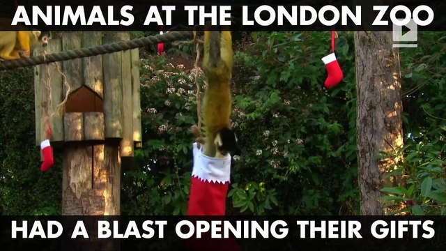 London Zoo Animals Open Christmas Presents Early
