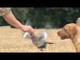 Fieldsports Britain - Pigeonshooting, gundog pups and how to be a better person
