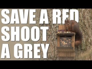 Red Squirrel Rangers shooting greys