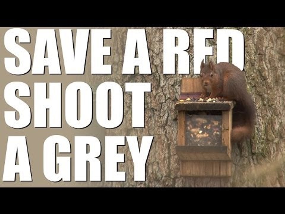 Red Squirrel Rangers shooting greys