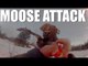 Fieldsports Channel News - Moose attack