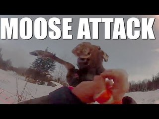 Fieldsports Channel News - Moose attack
