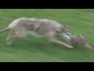 South Somerset Ferreters - a great family day out hunting rabbits