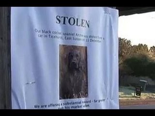 How to find lost or stolen dogs with DogLost