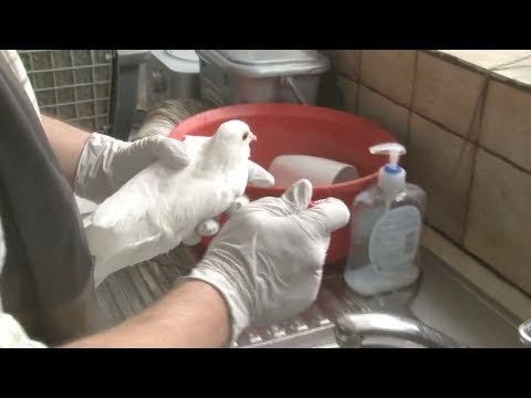 How to dizzy doves, train dogs to flush and call in daytime foxes