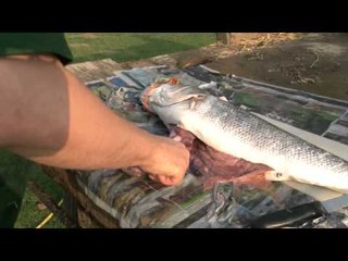 How to cook sea bass on a barbecue
