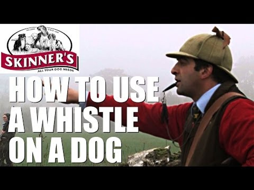 Gundog training tips - how to use the whistle
