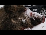 Shooting British wild boar in the snow   Ford Ranger test