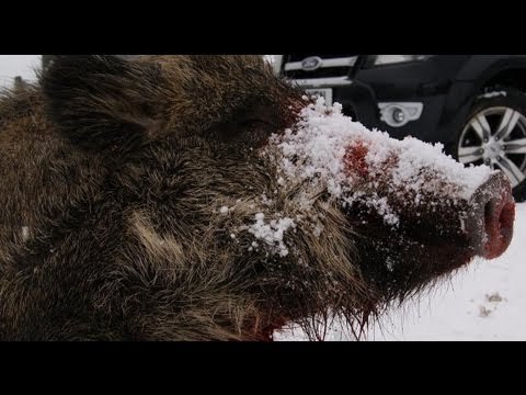 Shooting British wild boar in the snow + Ford Ranger test