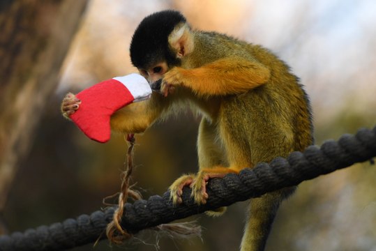 London Zoo Animals Open Christmas Presents Early