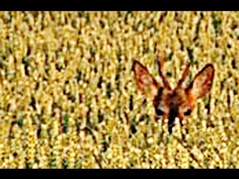 Head shot? Bucks in tricky positions