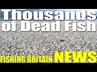 Thousands of Dead Fish - Fishing Britain NEWS