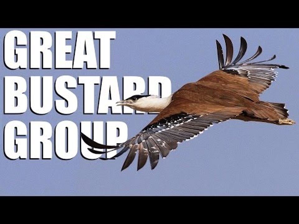 Great Bustards of Salisbury Plain