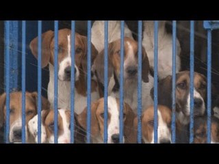 The Blencathra Foxhounds