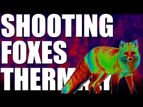 Fox shooting thermally