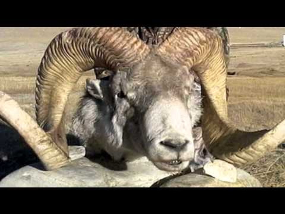 Fieldsports Channel News - The Wrong Horns