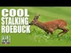 Fieldsports Britain - Cool Stalking Roebuck